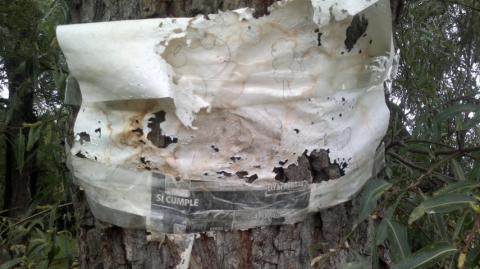 P&G se despide de Tlaxcala con residuos tóxicos al aire libre imagen 5