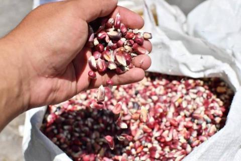 Agricultores locales ofrecen sus productos de manera directa en una edición más del tianguis “Mis Semillas Huamantlecas” imagen 2
