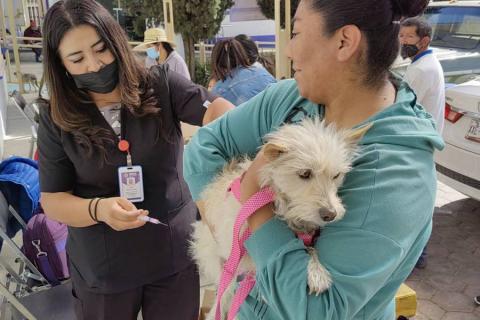 Tendrá Huamantla jornada de vacunación antirrábica canina y felina imagen 1