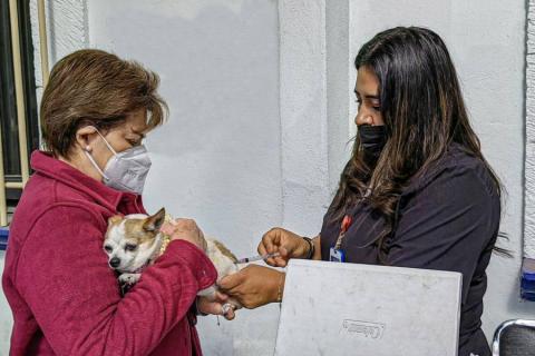 Tendrá Huamantla jornada de vacunación antirrábica canina y felina imagen 2