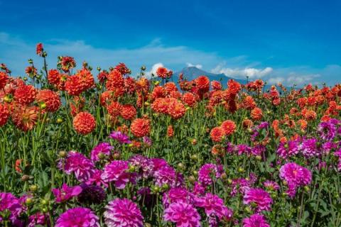 El campo y el desarrollo rural son prioridad para el gobierno municipal de Huamantla imagen 10