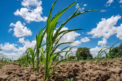 El campo y el desarrollo rural son prioridad para el gobierno municipal de Huamantla imagen 6