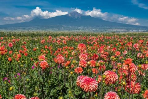 El campo y el desarrollo rural son prioridad para el gobierno municipal de Huamantla imagen 9