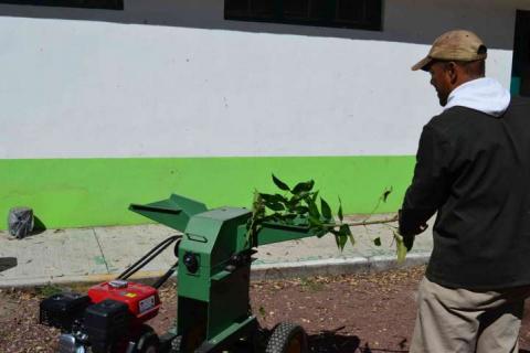 Reciclarán en Tlaxcala árboles naturales navideños imagen 4