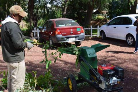 Reciclarán en Tlaxcala árboles naturales navideños imagen 2