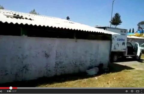 En Apizaco torturan a perros sin el menor remordimiento