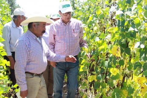 En Tlaxcala se respalda producción de frijol con módulos intensivos