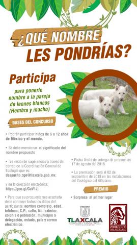 Sale convocatoria para elegir nombres a leoncitos blancos imagen 2