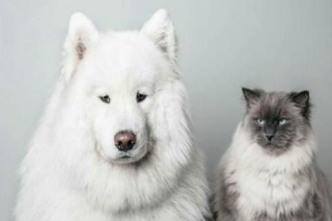 China prohíbe consumo de perros y gatos de su lista de animales comestibles