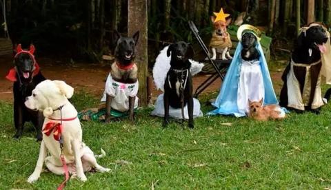 Un grupo de perritos adiestrados protagonizan conmovedora pastorela en Veracruz