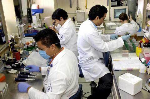Logra la UNAM reproducir in vitro el maguey pulquero imagen 1