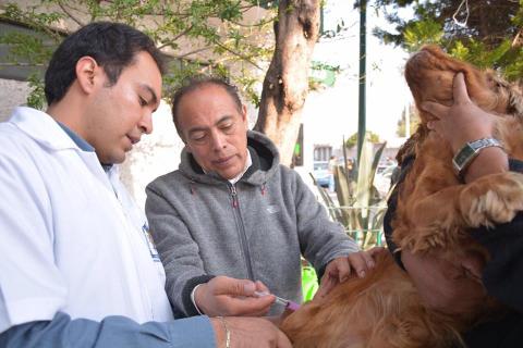 Concluye semana nacional de vacunación antirrábica canina y felina imagen 1