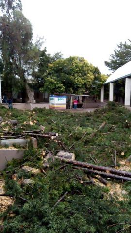 Derrumban árboles de escuela primaria en Tequexquitla imagen 5