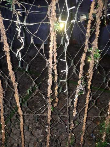 El Grinch de Ixtenco quema Árbol de Navidad a unas horas que fuera encendido imagen 3