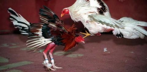 Pelea de gallos produce en Tailandia grandes cantidades millonarias