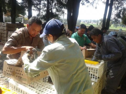 Entregan 166 paquetes de aves de corral en Tetla imagen 1