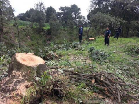Aseguran en Papalotla madera e inhabilitan hornos ilegales