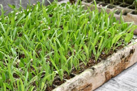 Invita SMDIF Huamantla al taller “Salvando la Salud con Plantas Medicinales” imagen 2
