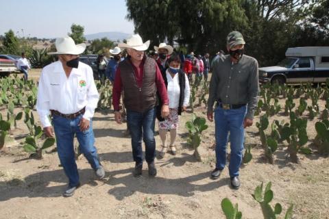 Impulsan en Tlaxcala cultivo de nopal por su potencial productivo
