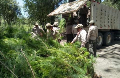 Reforestará Parque Nacional Malinche con 500 mil árboles