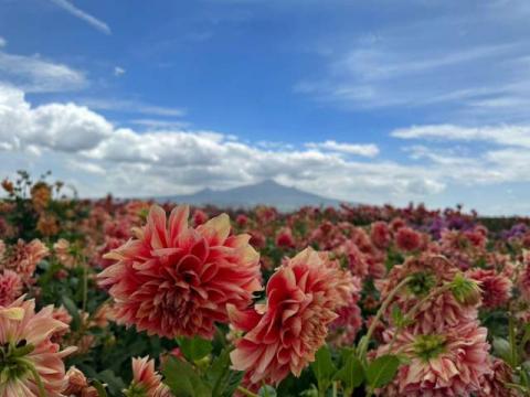 Impulsa Ayuntamiento de Huamantla la producción de dalias con maquinaria agrícola imagen 3