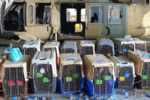 Soldados de EU abandonan a perros y serán sacrificados por los Talibanes