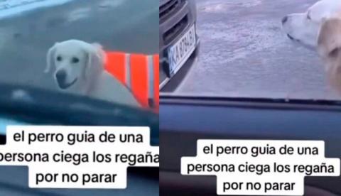 Un perro guía ayuda a su dueño ciego ladrando a conductores para ayudarlo a cruzar la calle
