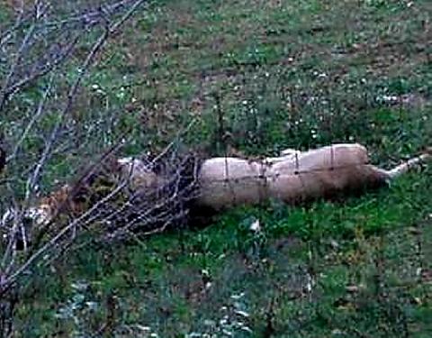 Muerte de animales en el zoológico del Altiplano imagen 2