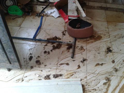 Clausura definitiva laCoepris albergue para perros imagen 2