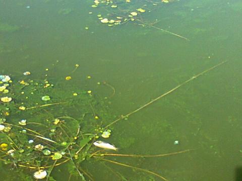 Mueren decenas de carpas por la contaminación en Xaltocan imagen 5
