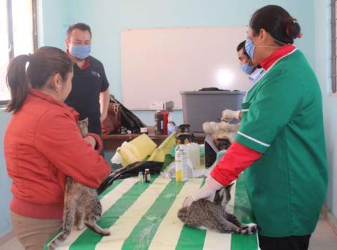 Gobierno Municipal de Tepetitla se suma a la campaña estatal de esterilización canina y felina imagen 2