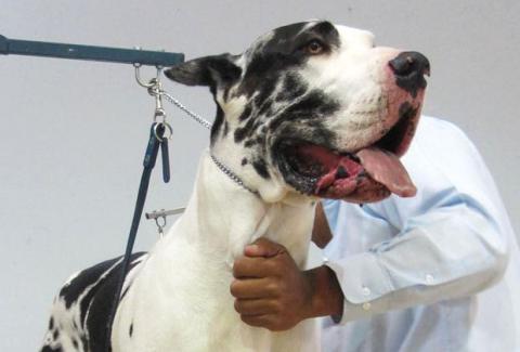 Más de 400 razas caninas albergan el auditorio Emilio Sánchez Piedras imagen 2