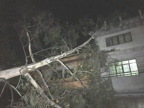 Miedo y arboles caidos provoca fuerte viente nocturno imagen 5