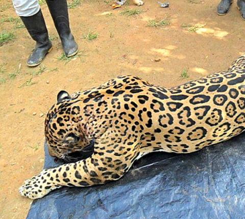 Muerte de animales en el zoológico del Altiplano imagen 3