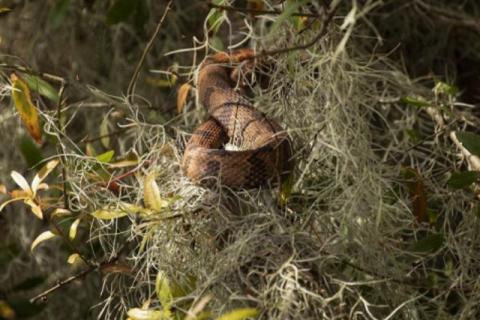 Captan en el lago de Florida una "Orgía de serpientes" convirtiéndolo en atracción local