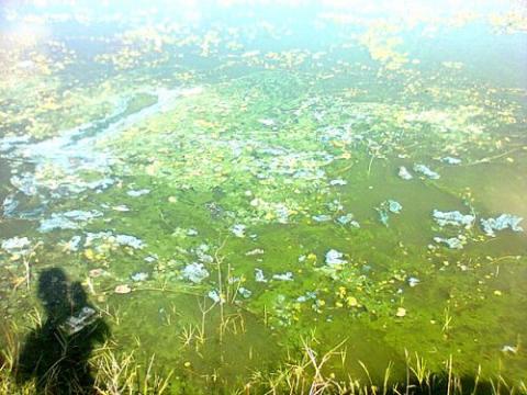 Mueren decenas de carpas por la contaminación en Xaltocan imagen 9