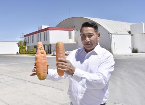 Las zanahorias de Huamantla, de las mejores del mundo: ZANA-GESS imagen 1
