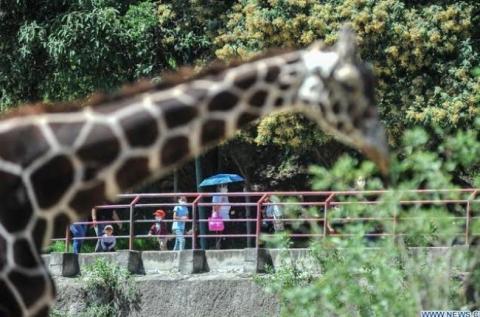 Hay luto, muere emblemática jirafa del zoológico del Altiplano por negligencia