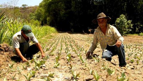Logra la UNAM reproducir in vitro el maguey pulquero imagen 4