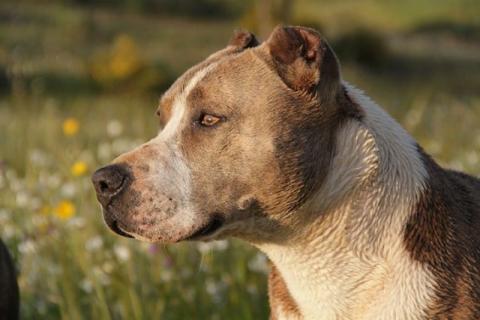 Captan a un hombre que defiende a un niño de un pitbull en Rio de Janeiro