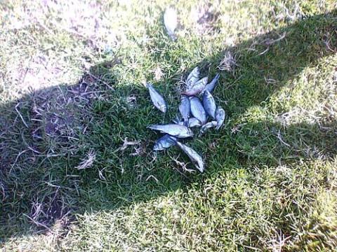 Mueren decenas de carpas por la contaminación en Xaltocan imagen 8