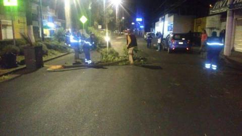 Miedo y arboles caidos provoca fuerte viente nocturno imagen 3