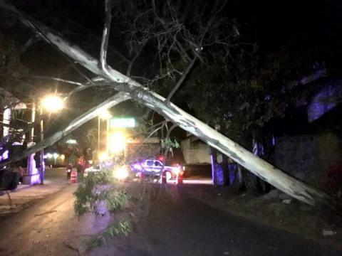 Miedo y arboles caidos provoca fuerte viente nocturno imagen 2