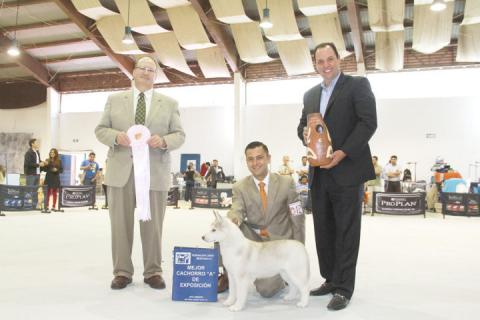 Más de 250 perros de distintas razas participan en la exposición de Apizaco imagen 4