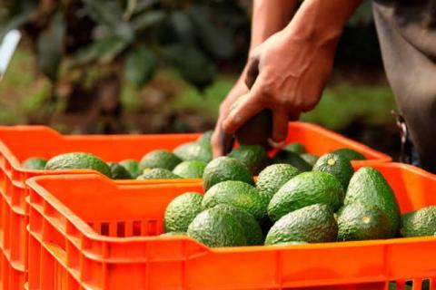 Camión cargado con 18 toneladas de aguacate lo atracan en Tequexquitla