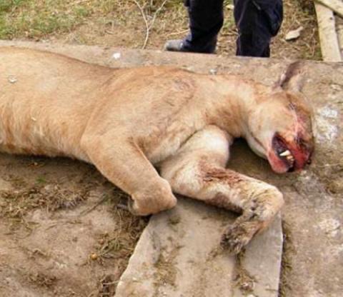 Muerte de animales en el zoológico del Altiplano imagen 5