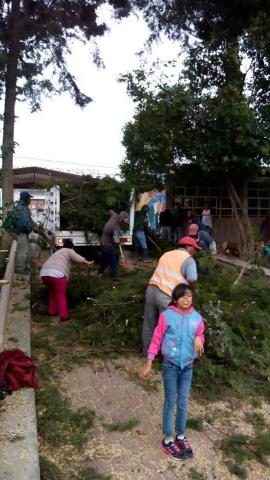 Derrumban árboles de escuela primaria en Tequexquitla imagen 6