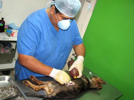 Ayuntamiento de Huamantla inicia campaña de esterilización para perros y gatos imagen 1