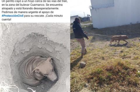 Rescatan a canino atrapado en Huamantla; llaman a la tenencia responsable