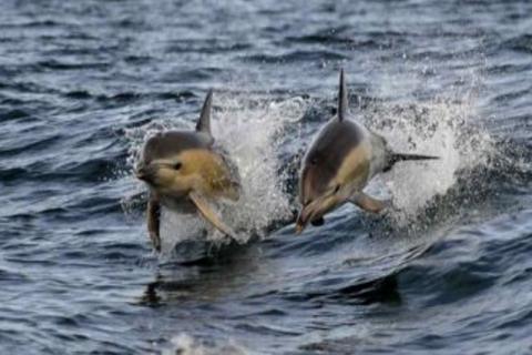 Militares de Rusia entrenan a delfines para fines tácticos en Siria